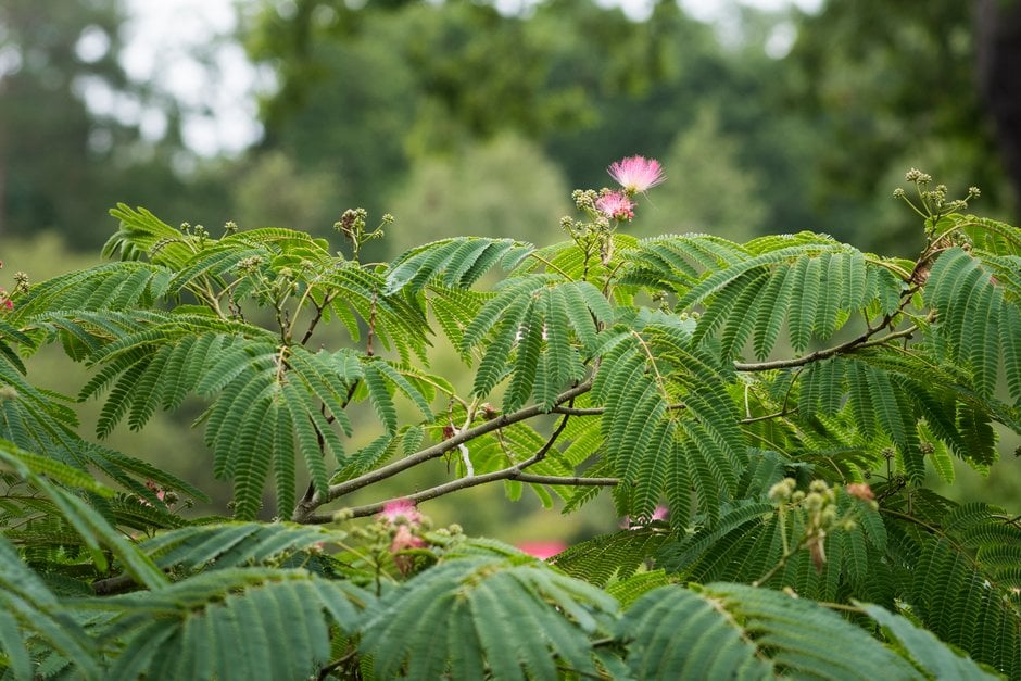 silk tree