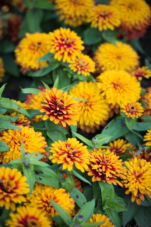zinnia 'Swizzle Scarlet and Yellow'
