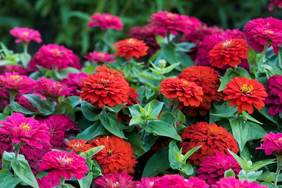 Zinnia elegans 'Magellan Cherry' (Magellan d Series)|zinnia