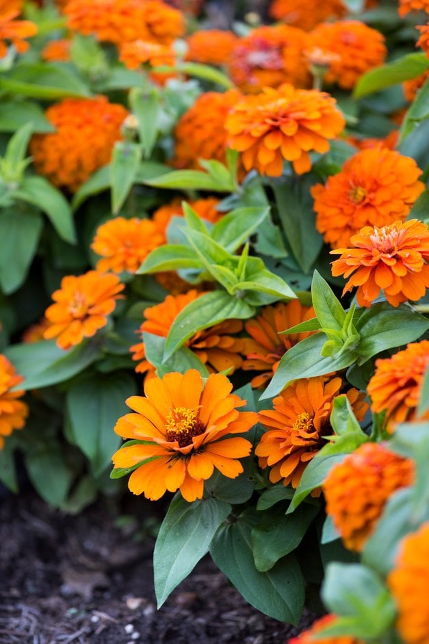 Zinnia elegans 'Magellan Orange' (Magellan d Series)|zinnia