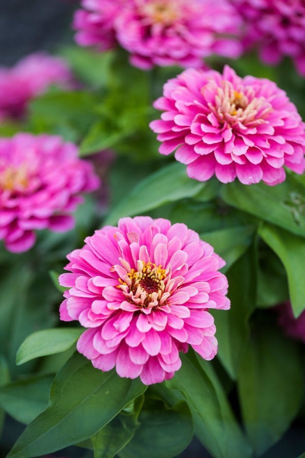 zinnia 'Magellan Pink'