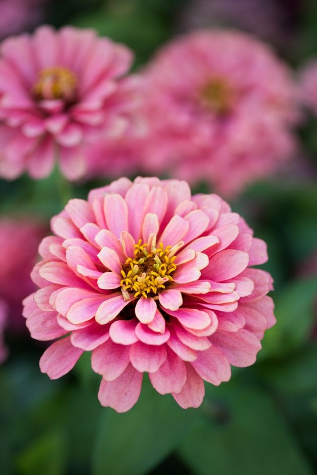 zinnia 'Magellan Salmon'