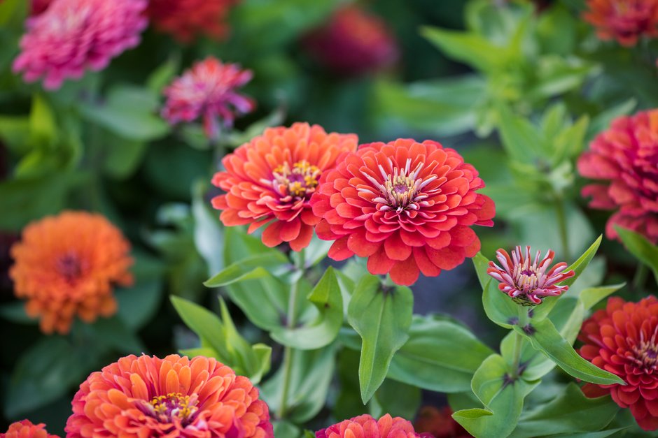 zinnia 'Dreamland Coral'