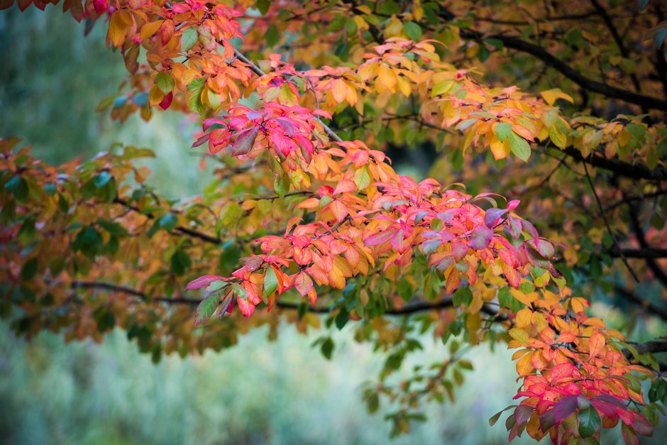 tupelo 'Wisley Bonfire'