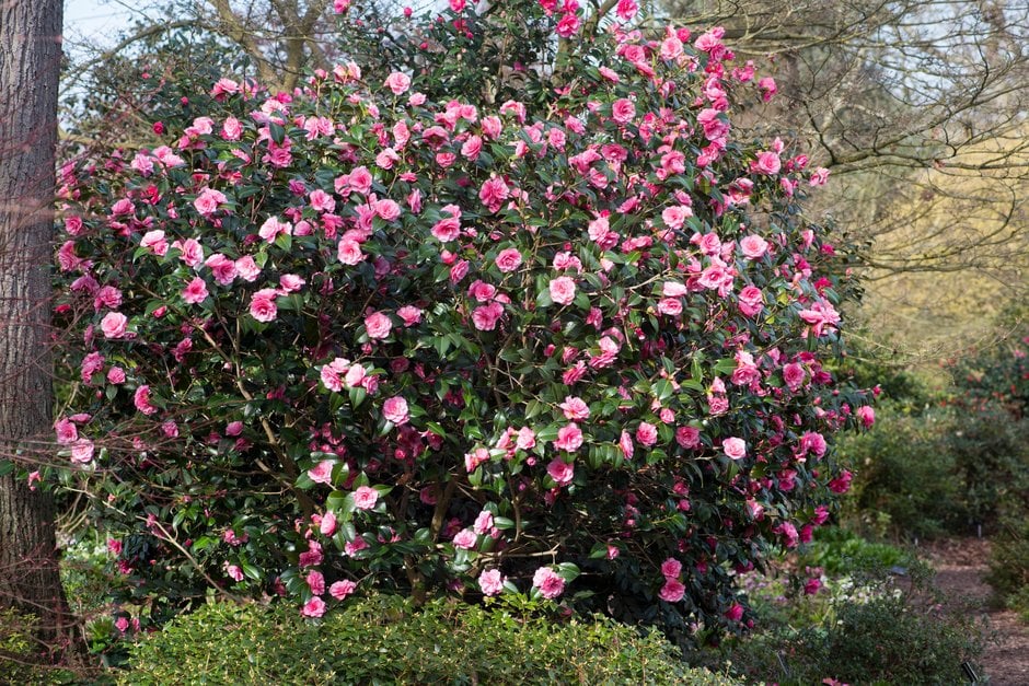 camellia 'Joe Nuccio'