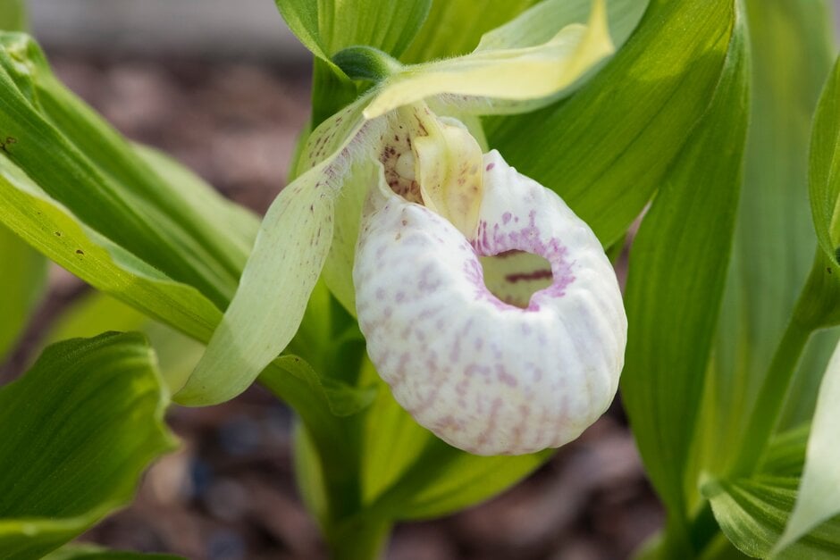 lady's slipper orchid Lady Dorine gx