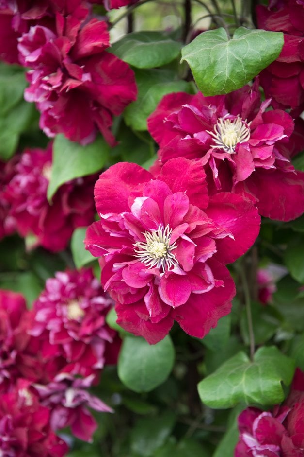 clematis [Charmaine]