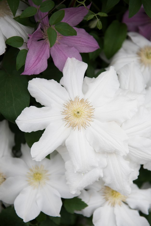 clematis 'Toki'