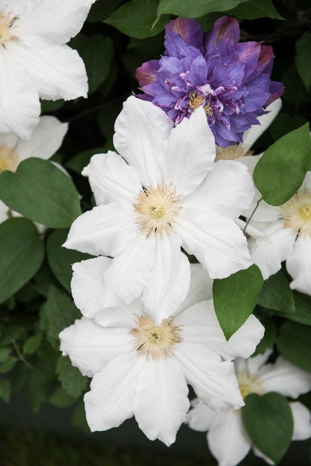 clematis 'Toki'
