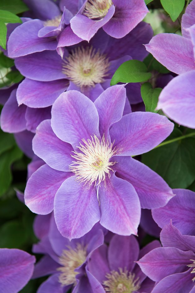 clematis出品 Premium Clematis — Shop All — Flower Meadow Dreams