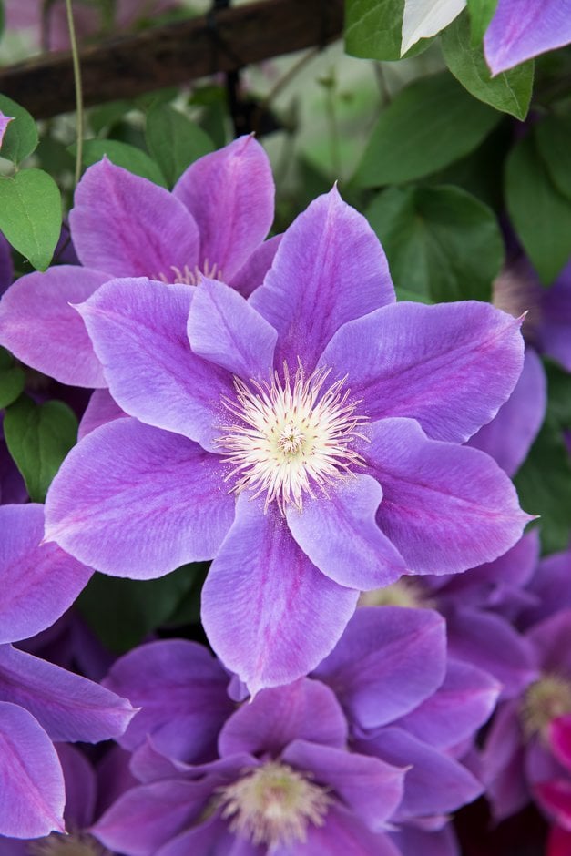 clematis 'Kinju Atarashi'
