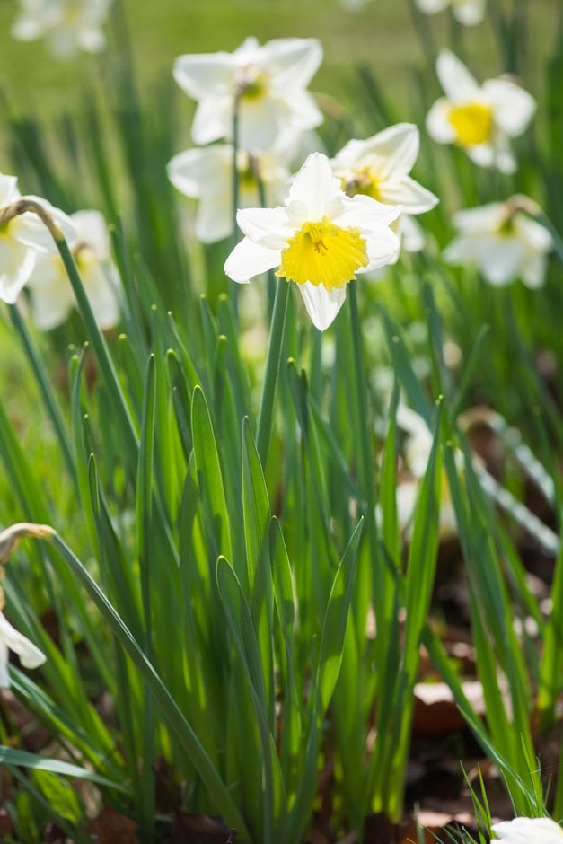 Narcissus 'Ice Follies' (2)|daffodil 'Ice Follies'/RHS Gardening
