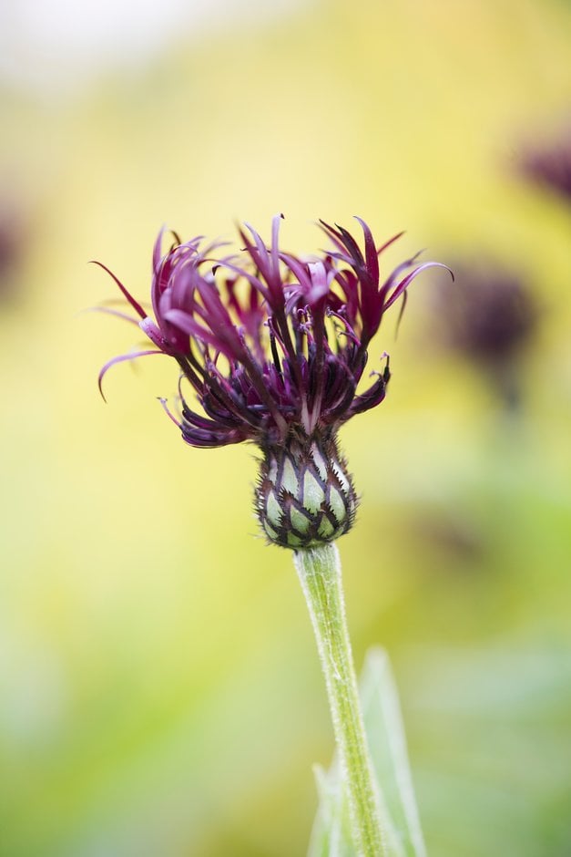 knapweed 'Jordy'