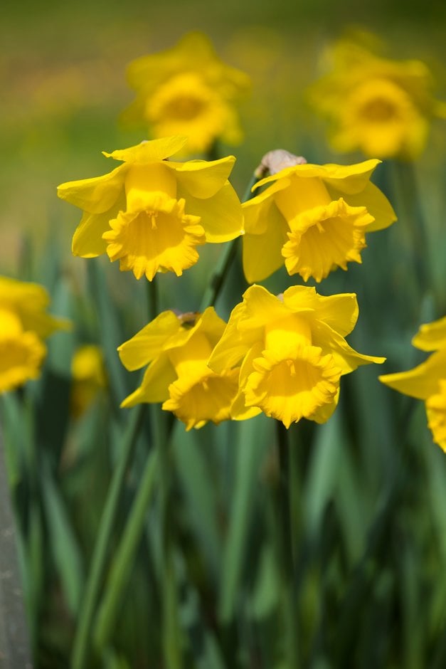 daffodil 'Brabazon'