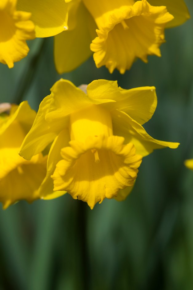 daffodil 'Brabazon'