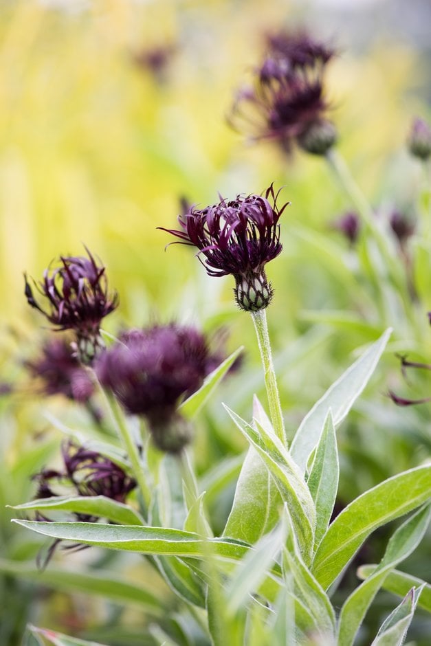 knapweed 'Jordy'
