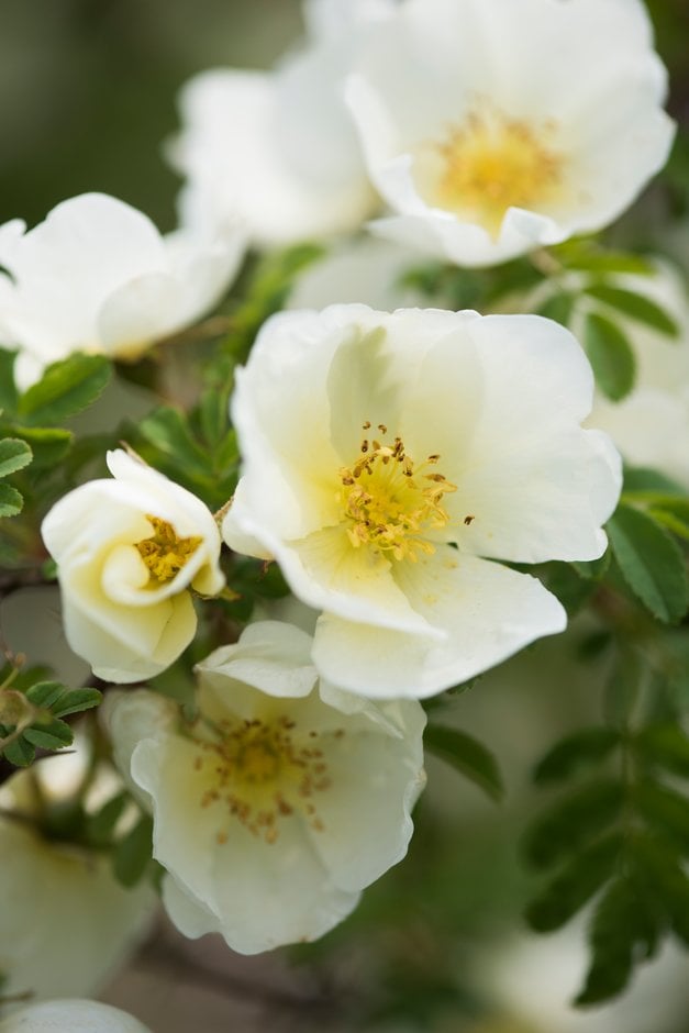 rose 'Red Wing'