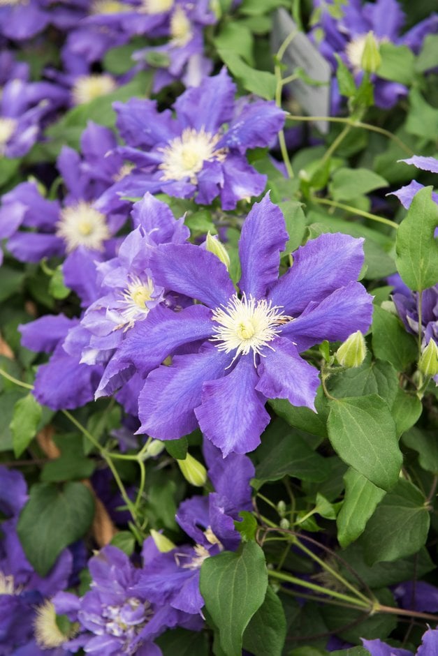 clematis [Chevalier]