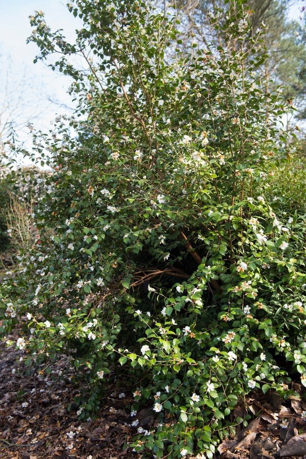 Grijs' camellia