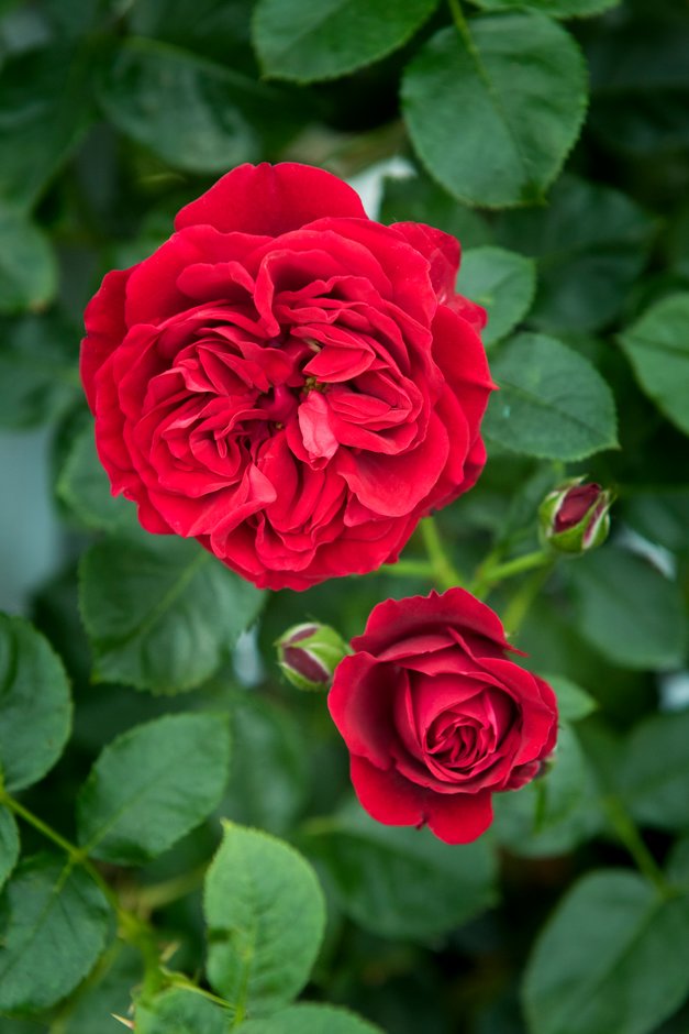 rose [Cumberland]