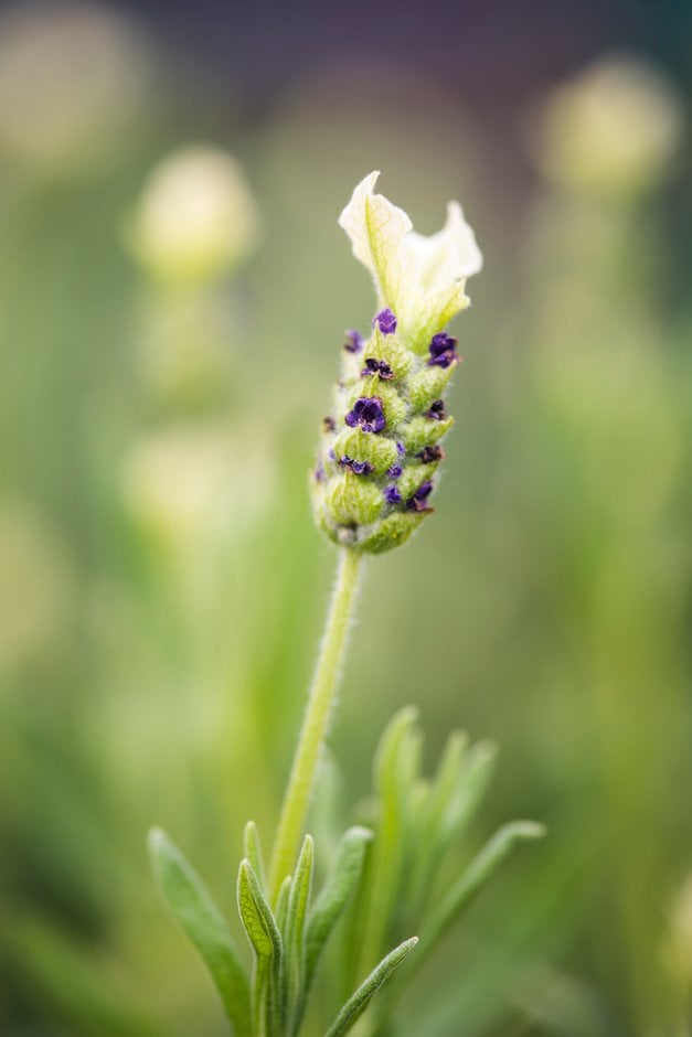 lavender 'Pretty Polly'