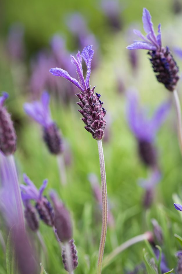 lavender 'Pukehou'