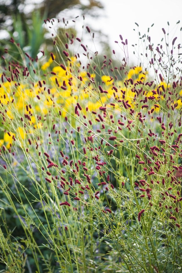 burnet 'Cangshan Cranberry'