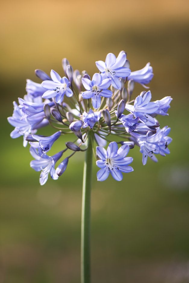 African lily 'Oslo'