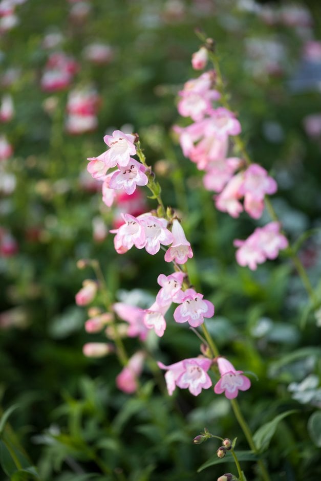 penstemon [Fujiyama]