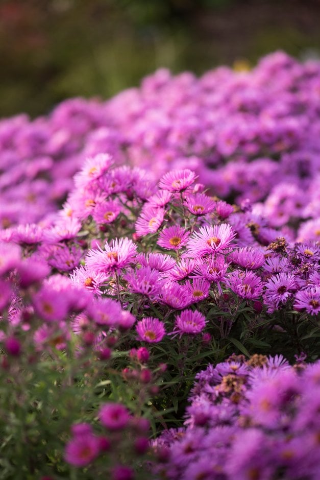 New England aster 'Brunswick'