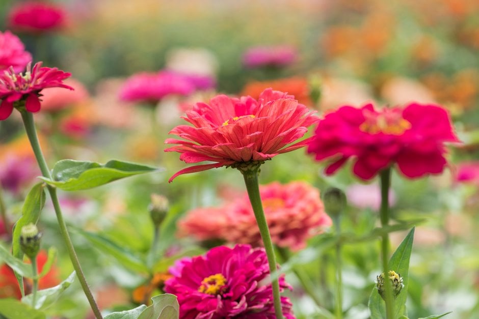 zinnia [Giant Double Mixed]