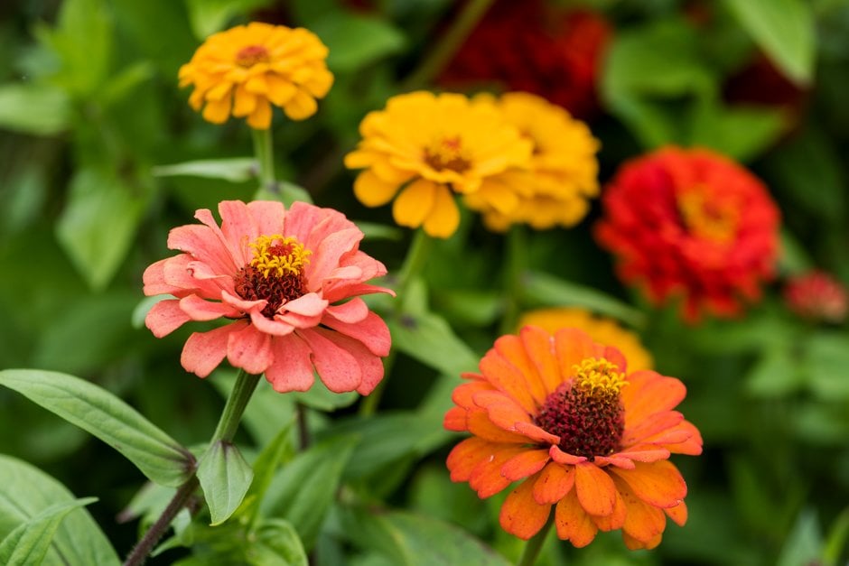 zinnia [Pulcino Mixed]
