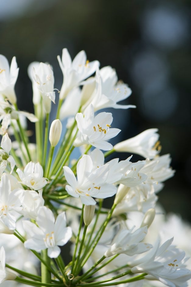 Agapanthus 'Gletsjer' | African lily 'Gletsjer' Herbaceous Perennial ...