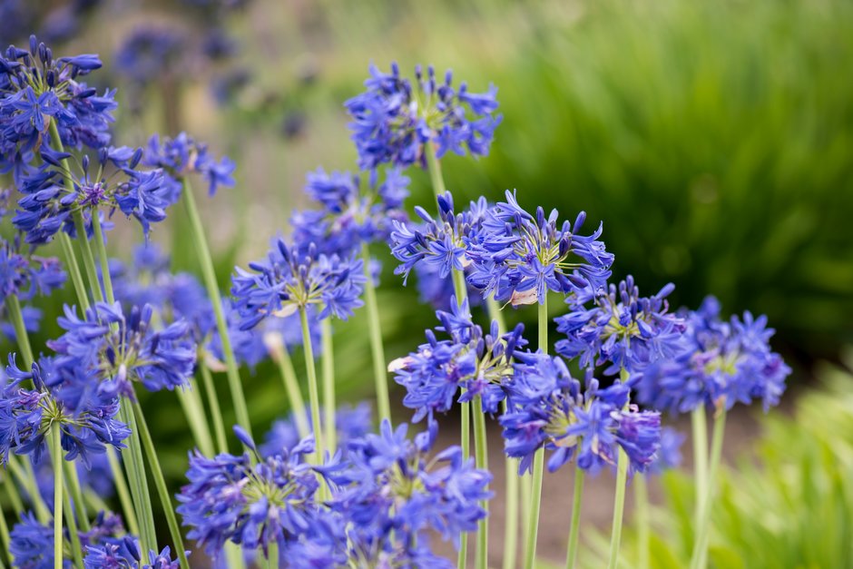 African lily 'Torbay'