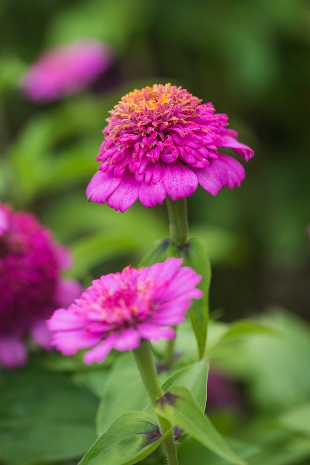 zinnia 'Zinderella Purple'