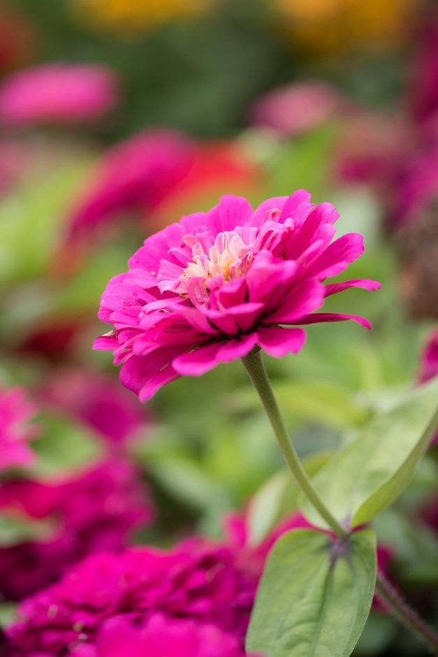 zinnia 'Uproar Rose'