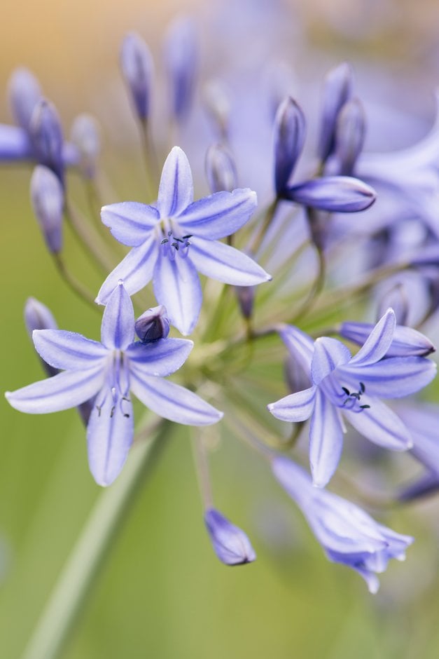 African lily 'Castle of Mey'