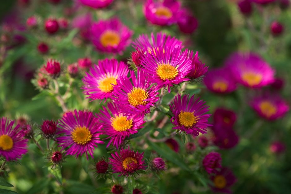New England aster 'James Ritchie'