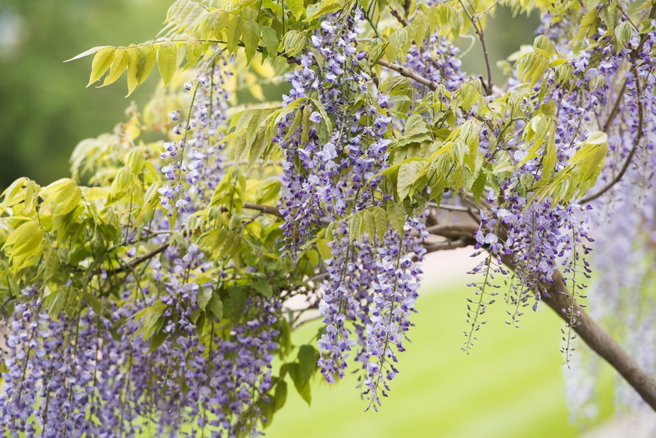 thumbnail image 2 of Chinese Wisteria Seeds – Fast-Growing Perennial Flowering Vine, Cold Hardy, Bonsai Friendly, Sinensis Variety 2 of 4
