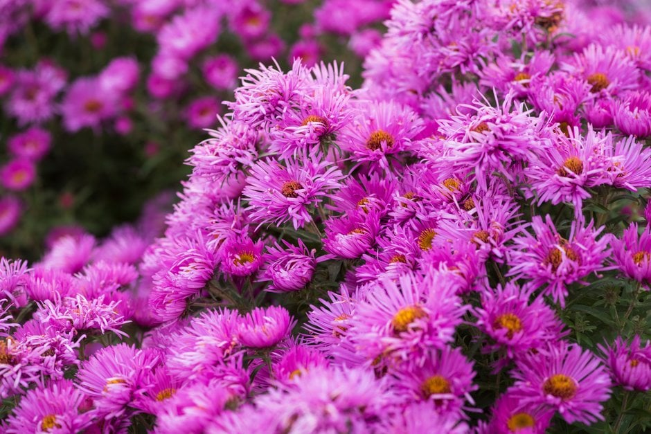 New England aster 'Sayer's Croft'