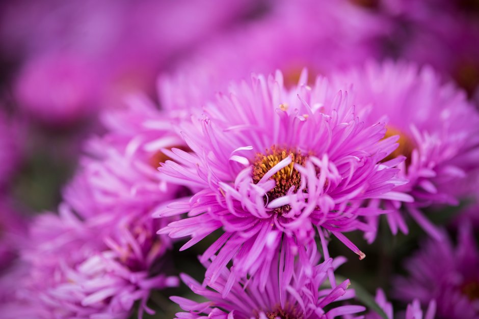 New England aster 'Sayer's Croft'