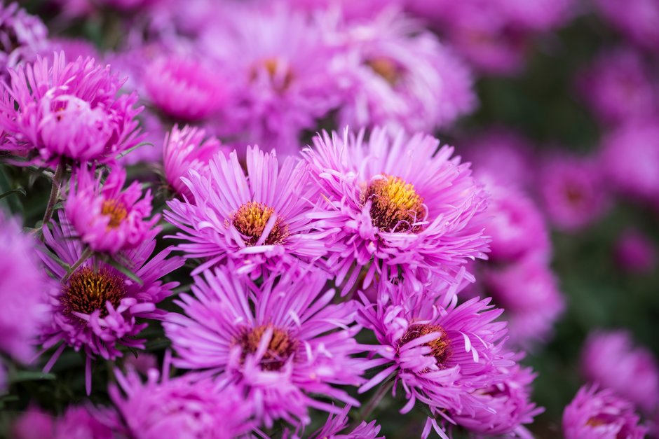 New England aster 'Sayer's Croft'