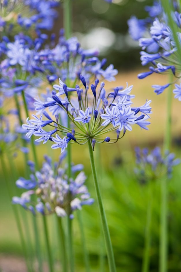 African lily 'Duivenbrugge Blue'