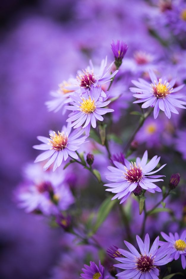 aster 'Prairie Purple'
