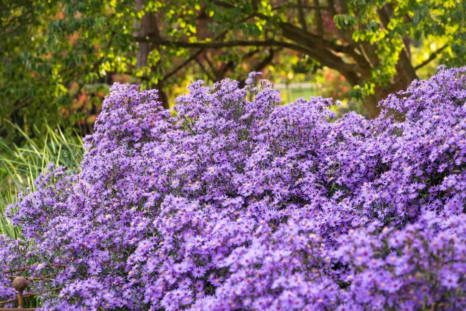 aster 'Prairie Purple'