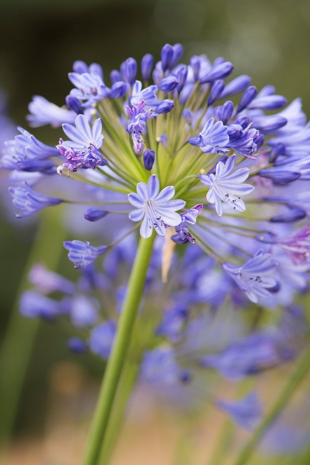 Agapanthus &Johanna& African lily &Johanna& Herbaceous Perennial/RHS