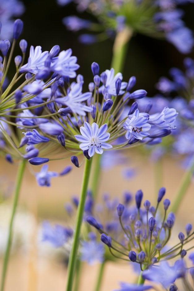 African lily 'Johanna'