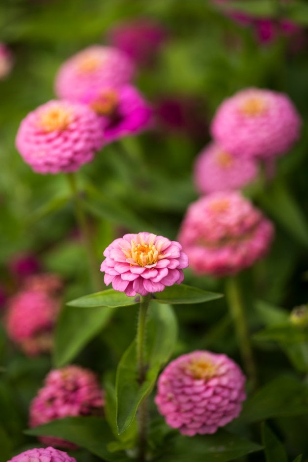 zinnia [Lilliput Mixed]