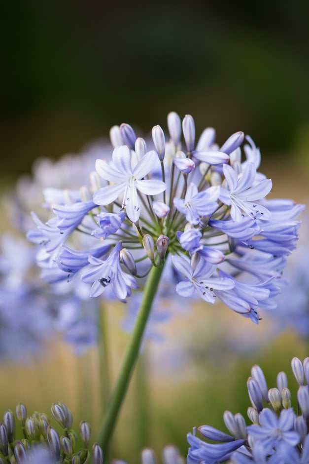 African lily 'Ice Blue Star'