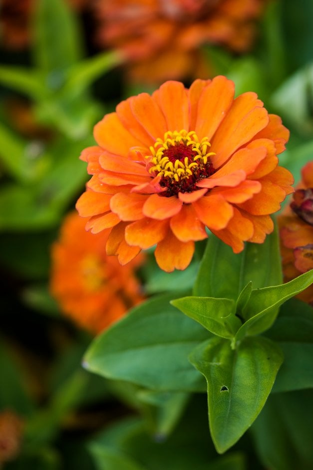 zinnia 'Short Stuff Orange'